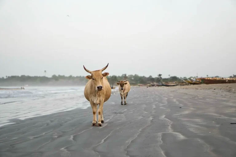 Cows walking on beach in southern gambia