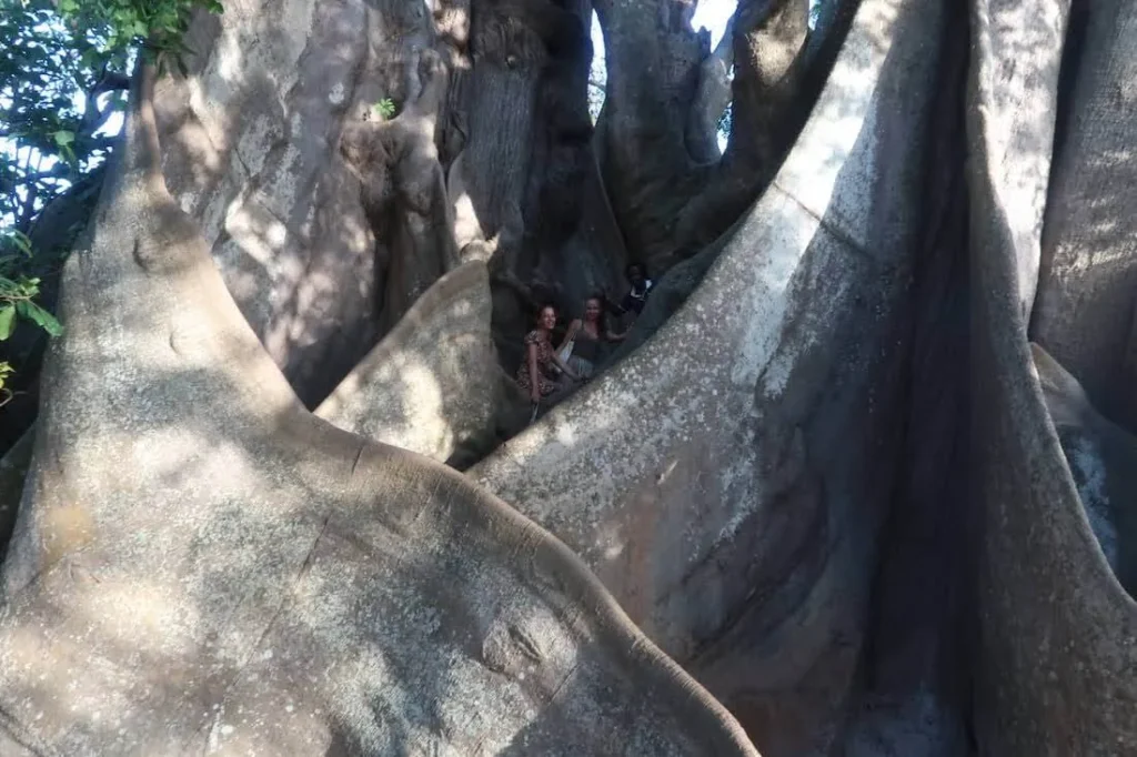 Watam Bora tree in Abene, Senegal