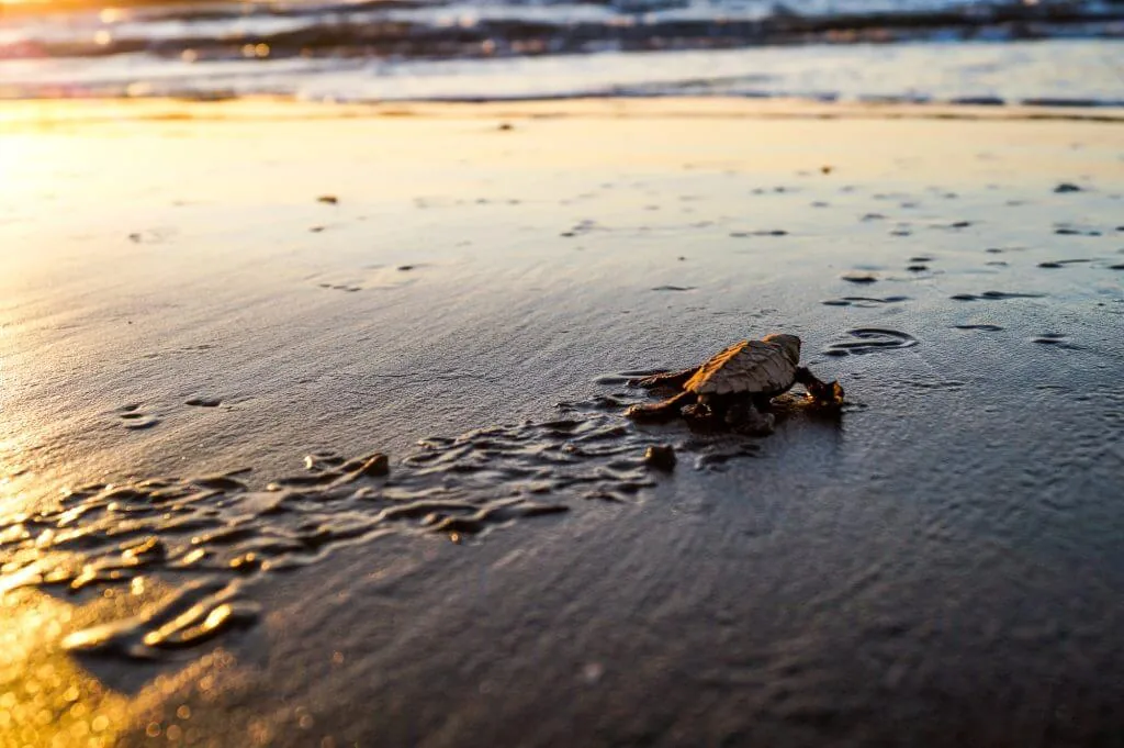 Turtles in Leon, Nicaragua